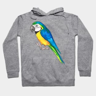 Blue and yellow macaw Hoodie